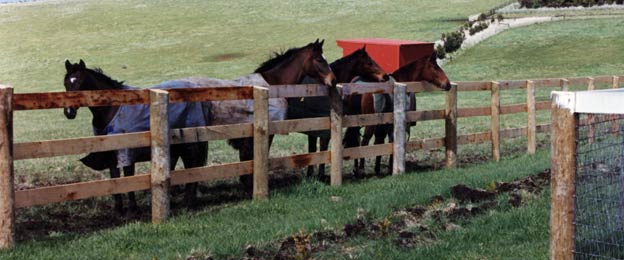 horse fencing